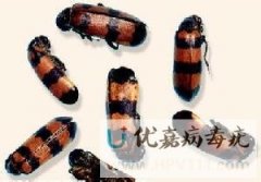 <b>ΌСط</b>